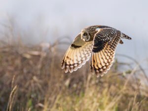 Short Eared Owl At Dusk