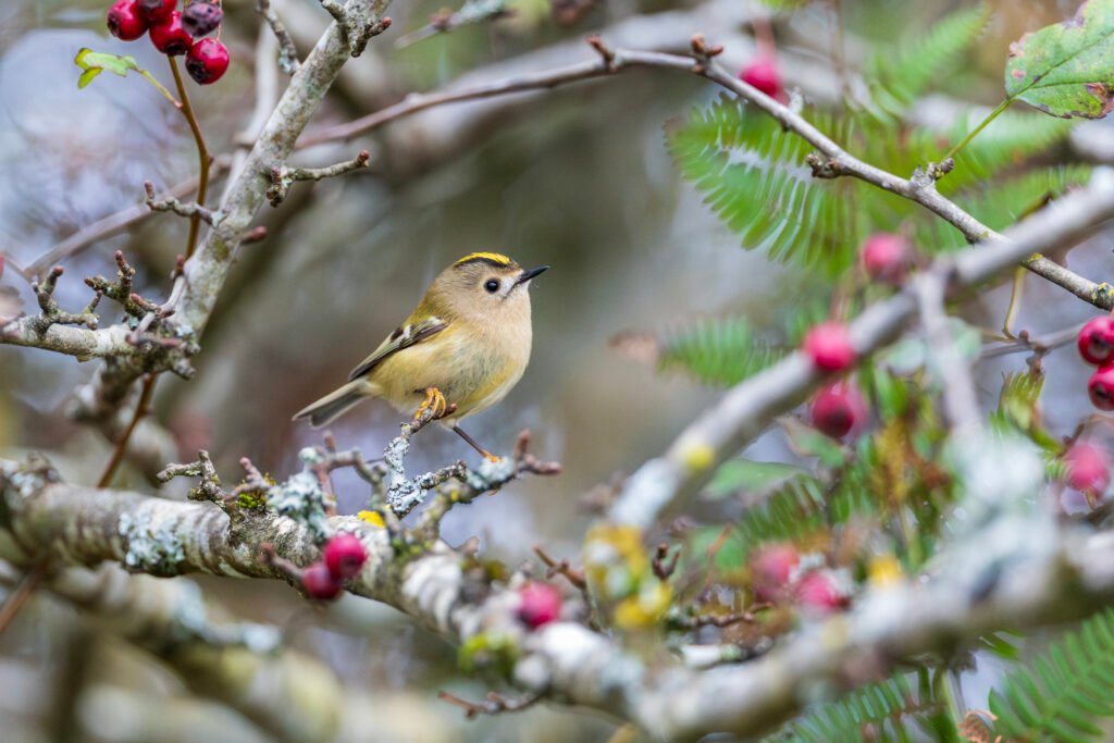 Photography Canvas Prints