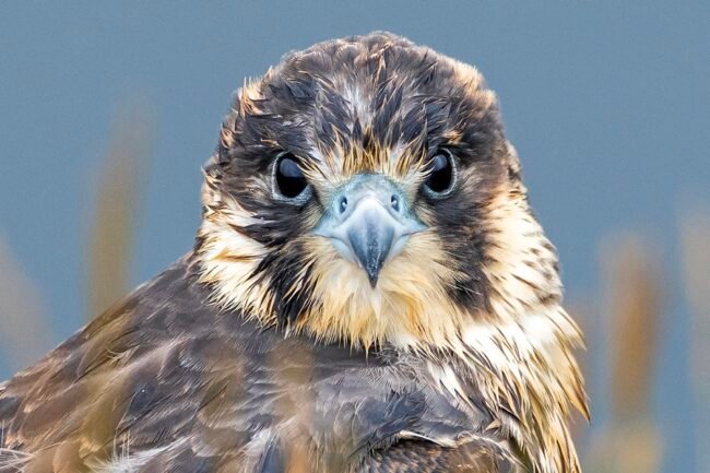 Peregrine Falcons Devon